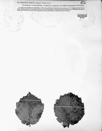 Piggotia coryli image
